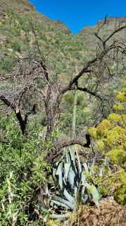 2023-04-GranCan-Guayadeque-048.jpg